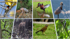 <b>新春逛园指南来了！同沙湖城市公园年味已拉满</b>